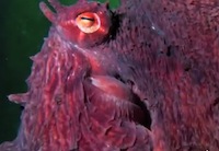 red octopus