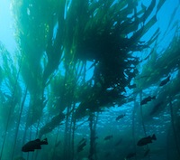 bull kelp underwater
