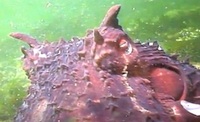 giant pacific octopus