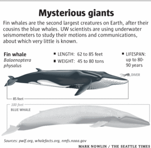 fin whale diagram