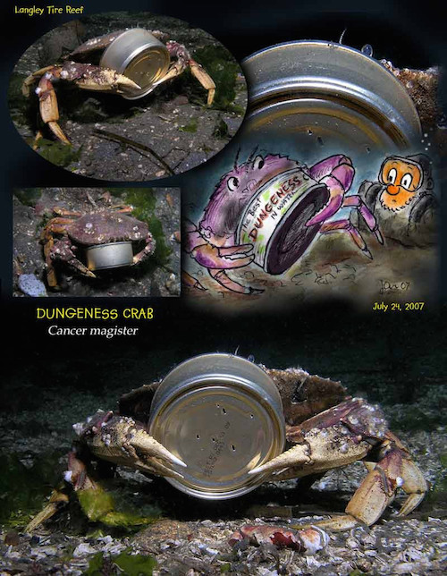 Dungeness crab with tin