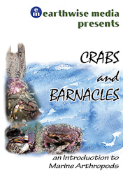 crabs and barnacles DVD