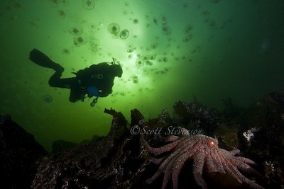 diver and seastar