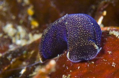 nudibranch