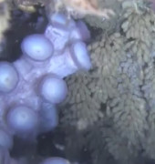 octopus and eggs