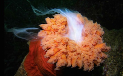 anemone spawning