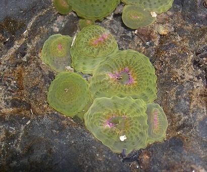 Copyright © 2005 Mary Jo Adams