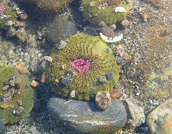 Copyright © 2005 Mary Jo Adams