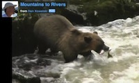 bear eating salmon