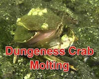 crab molting
