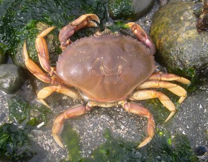 Copyright © 2005 Mary Jo Adams