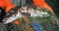 lingcod caught in derelict fishing net
