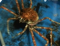 spider crab