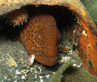 juvenile wolf eel